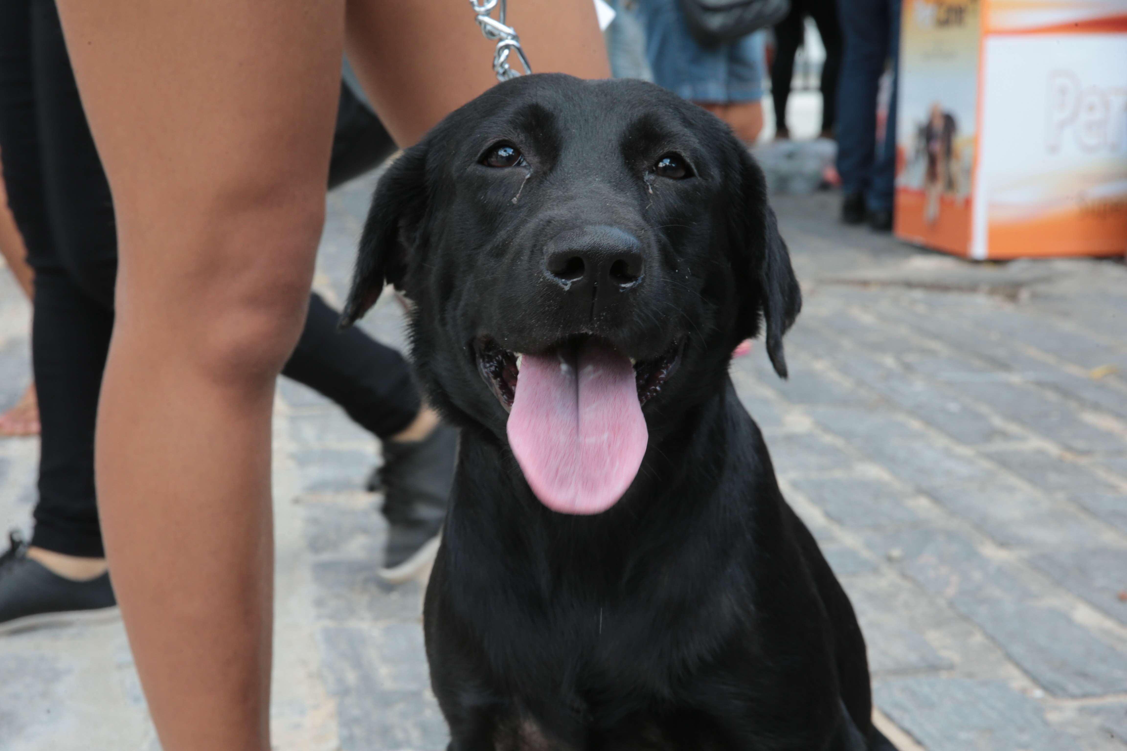 Foto de cachorro, em Fortaleza. A cidade poderá ter um cadastro de animais domésticos com microchipagem, após aprovação de projeto na Câmara Municipal