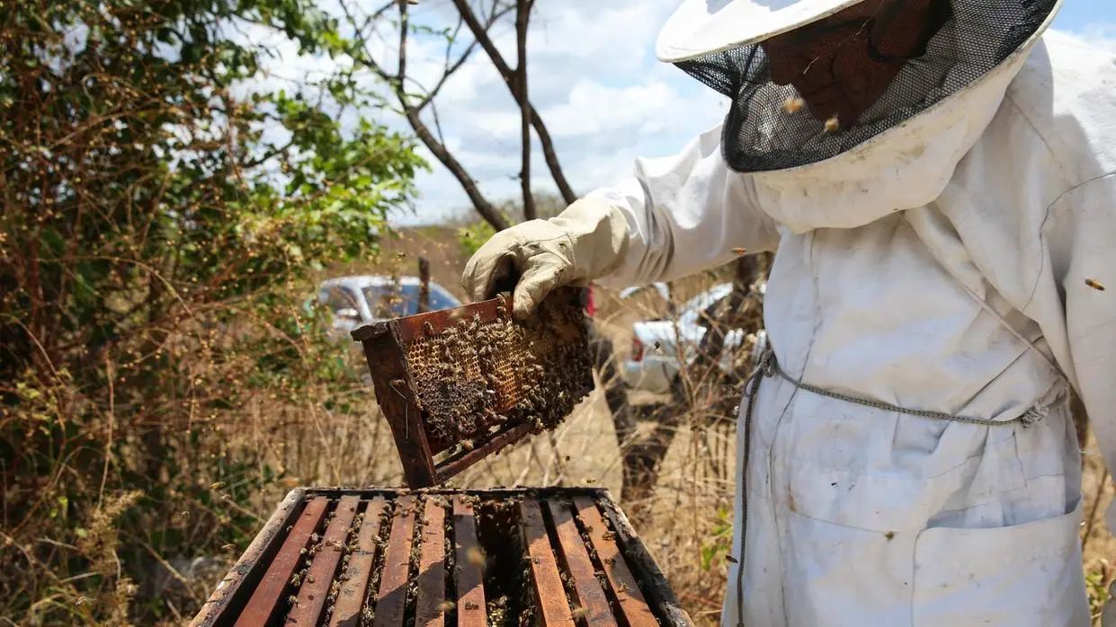 Foto de produtor manuseando tela com abelhas