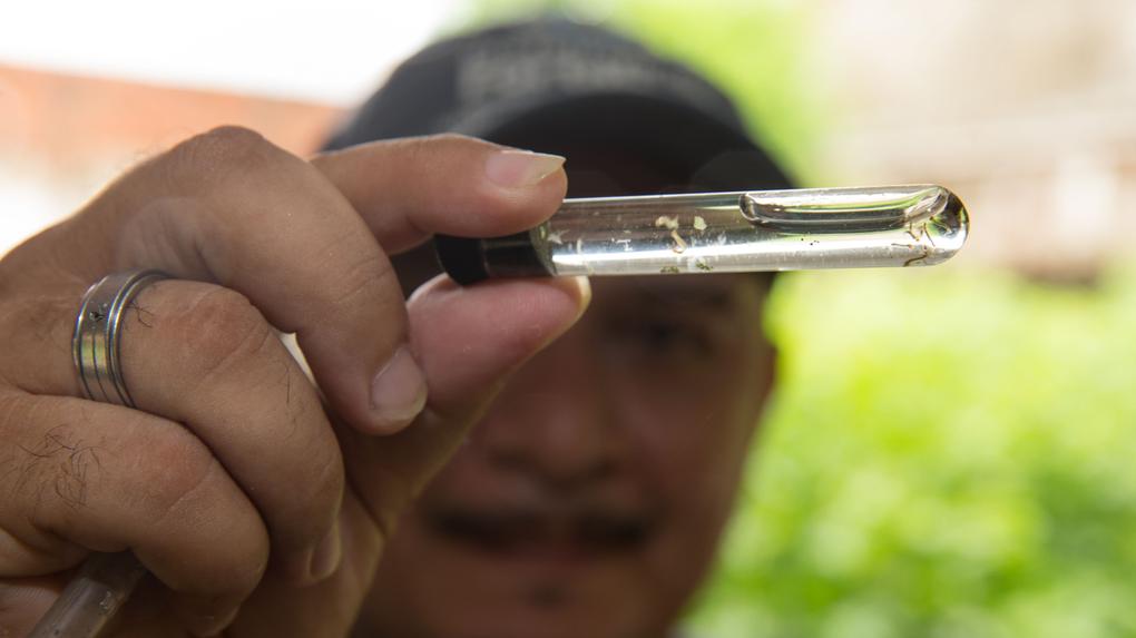 Mão de uma pessoa segurando um pequeno tubo de ensaio de vidro com um líquido claro e pequenos insetos. A pessoa está usando um anel largo de metal no dedo. O fundo está desfocado com tons de verde e um pouco de marrom, sugerindo folhagem.