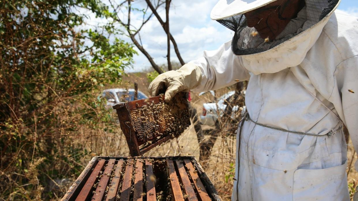 Foto que contém apicultor manuseando colmeia de abelha no Ceará