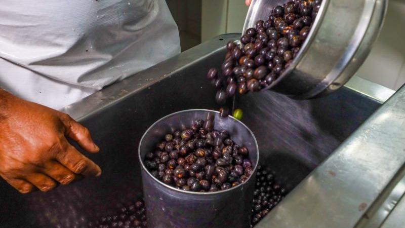 Pessoa despejando frutas de açaí em um recipiente cilíndrico de metal, dentro de uma pia de inox, durante o processo de preparo do açaí.