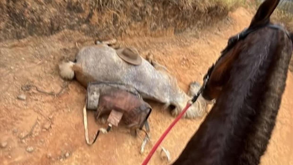 Imagem do cavalo caído sendo observado por outro