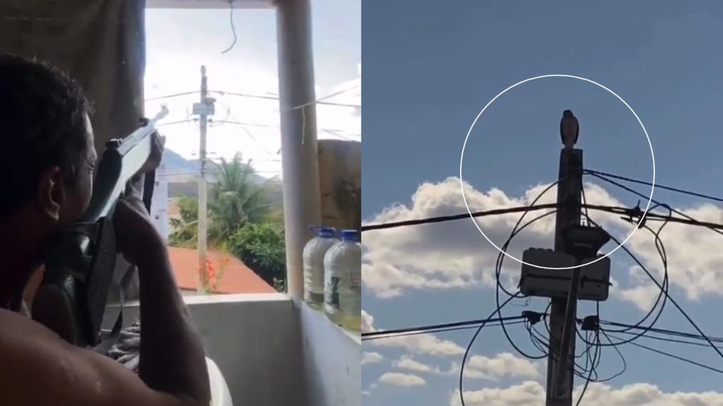 Homem foi filmado atirando em pássaro