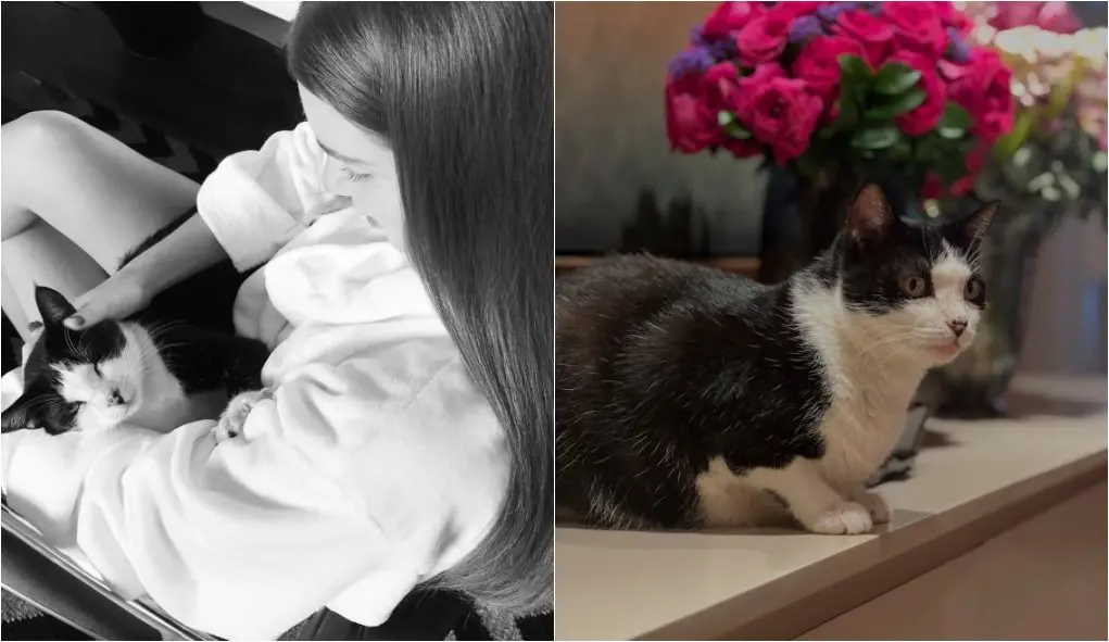 Marina postou fotos do bichinho e pediu que os seguidores compartilhem as imagens