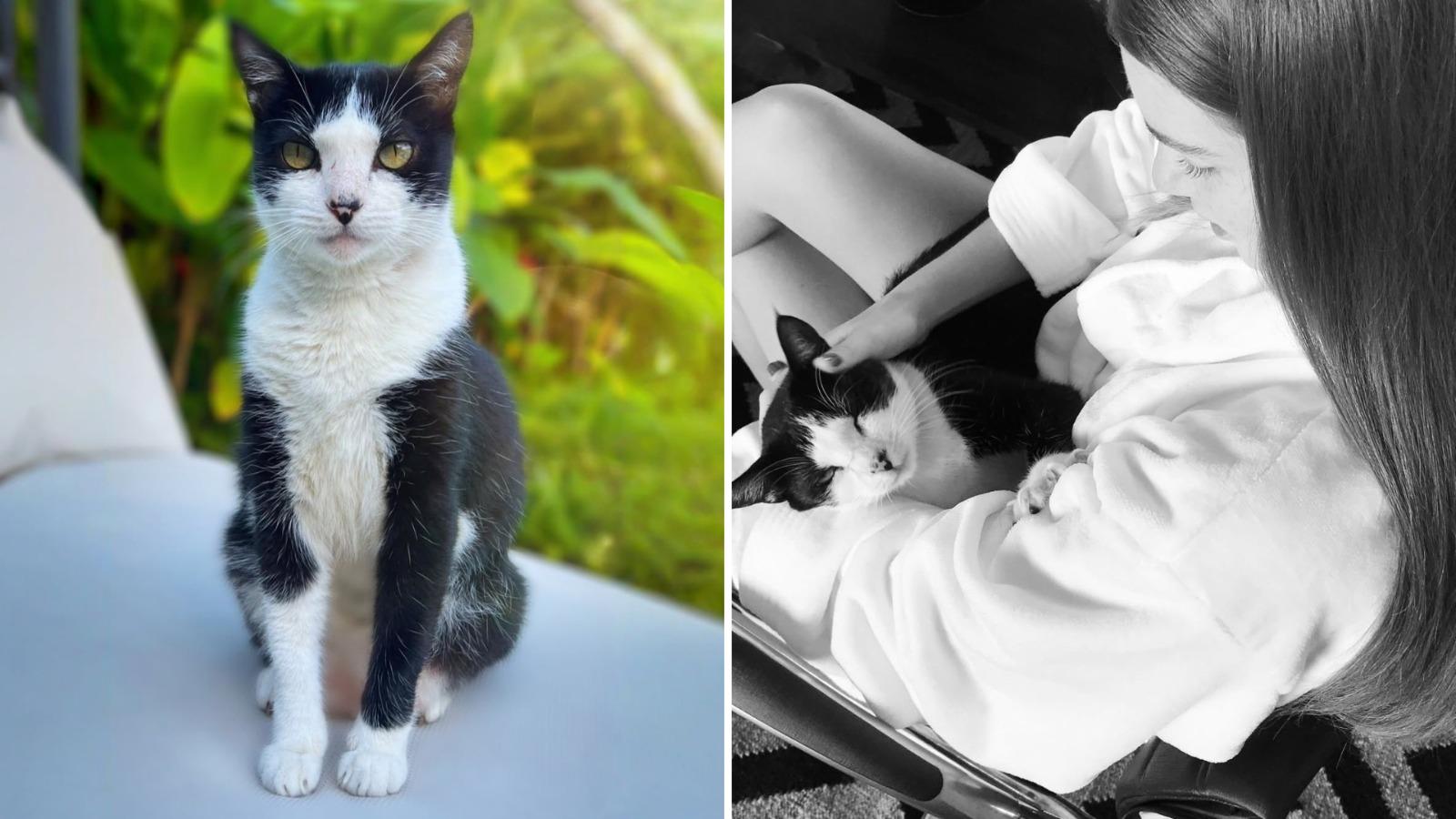 Montagem de fotos mostra o gato João à esquerda e Marina Ruy Barbosa à direita com o gato no colo