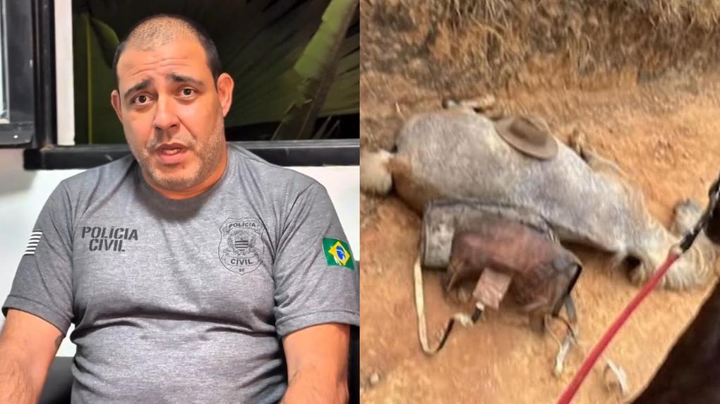 Delegado sobre caso de cavalo multilado usou rede social para falar sobre assunto