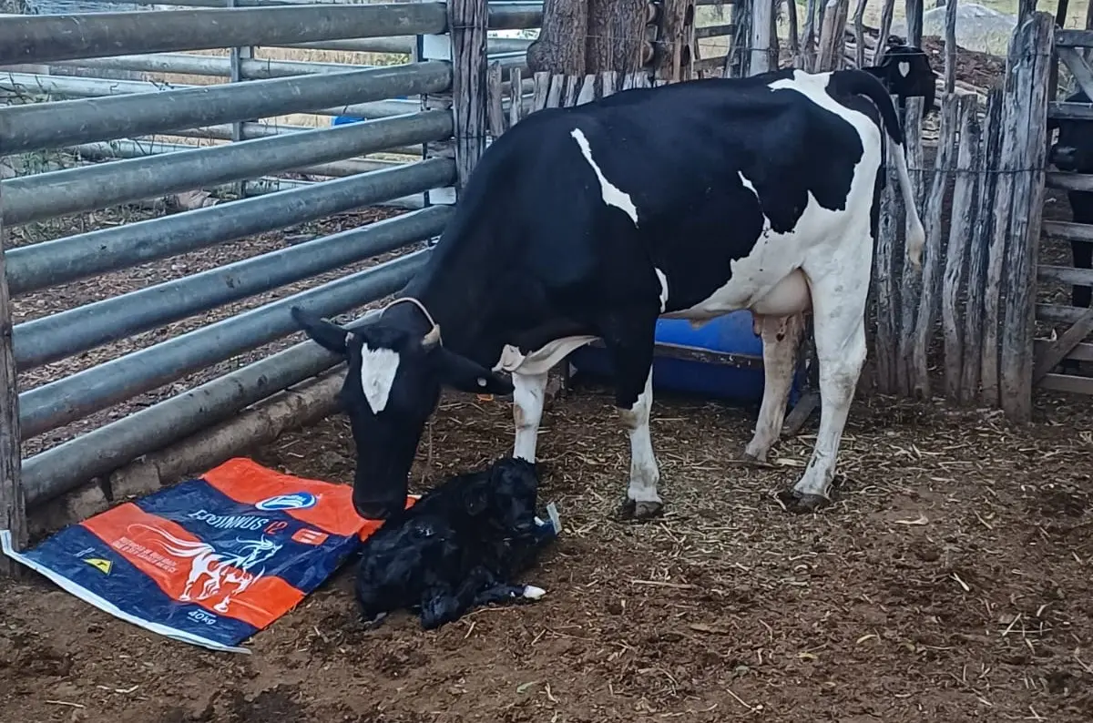 Vaca em fazenda com bezerro