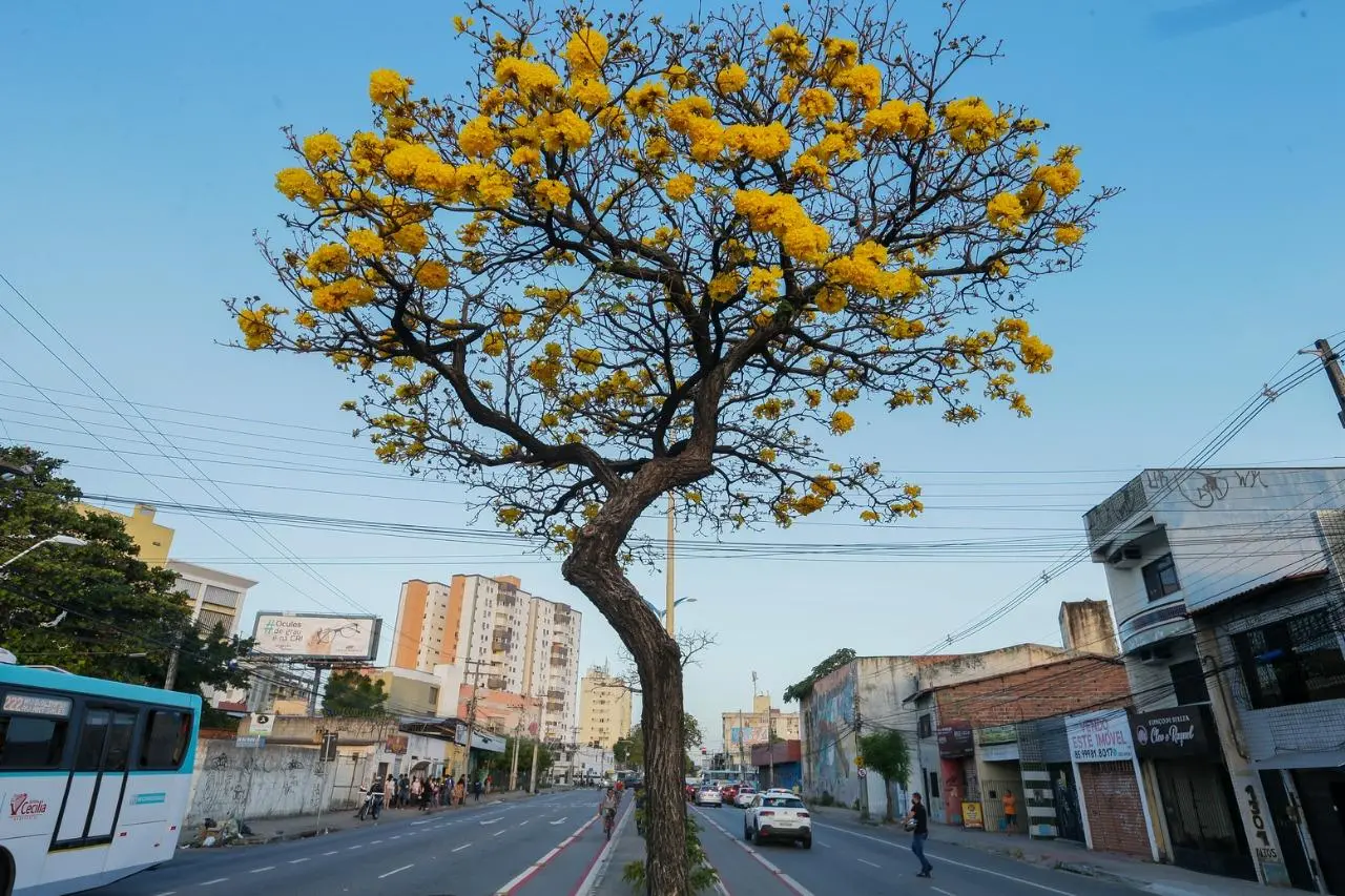 Imagem mostra ipê-amarelo florido em rua de Fortaleza, no Ceará, ilustrando período de floração de ipê e início da primavera e equinócio de primavera