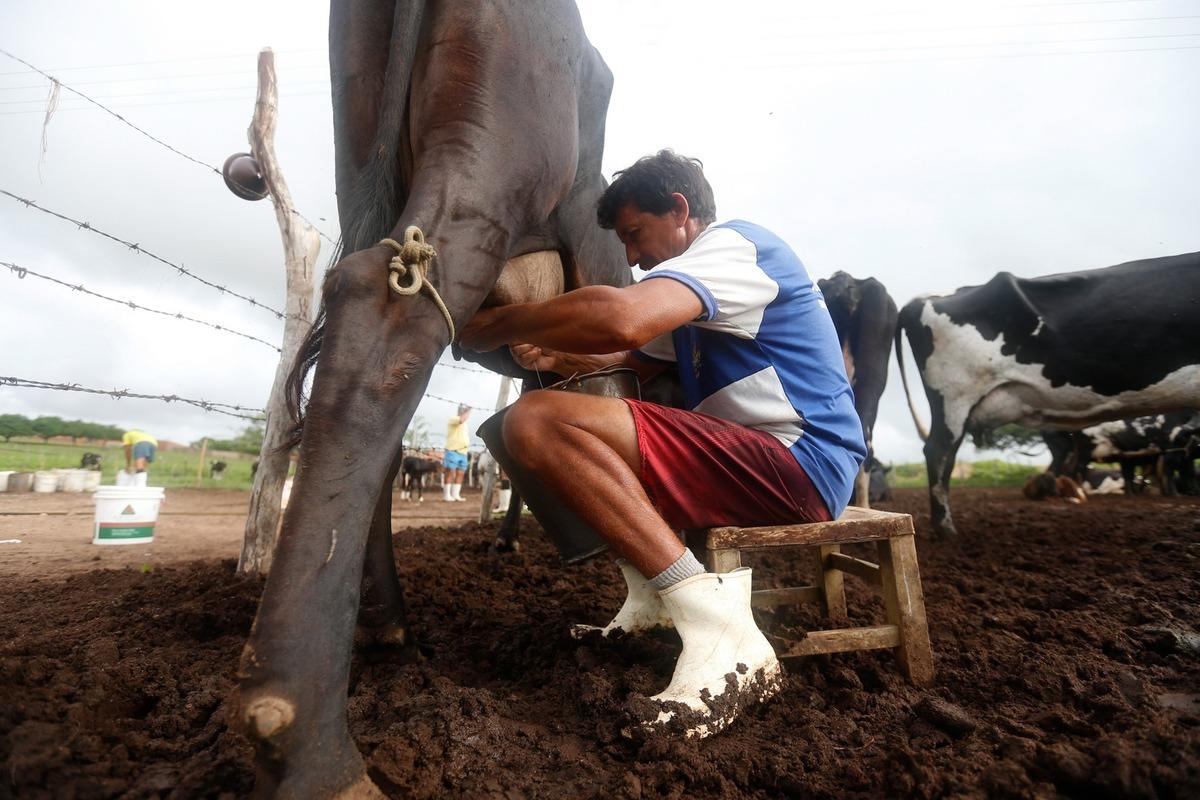 Produtor rural tirando leite da vaca