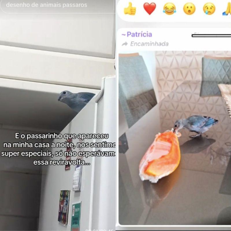 Maria Eduarda mostrou a esperteza do passarinho Frederico Marcelino