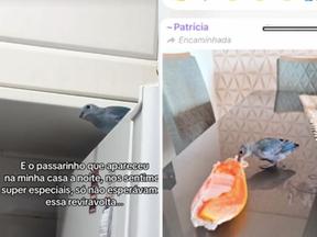 Maria Eduarda mostrou a esperteza do passarinho Frederico Marcelino