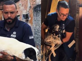 A residência estava tomada por sujeira, mas os cães eram aparentemente bem tratados