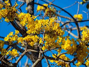 imagem em close de copa de árvore ipê, com flores amarelas. imagem ilustra matéria com mensagens para o mês de setembro