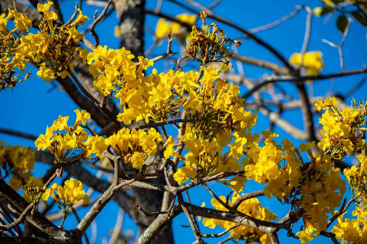 imagem em close de copa de árvore ipê, com flores amarelas. imagem ilustra matéria com mensagens para o mês de setembro