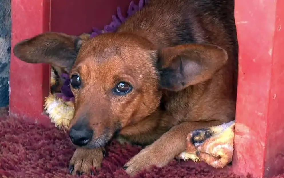 Nick andou 12 km para se despedir do tutor