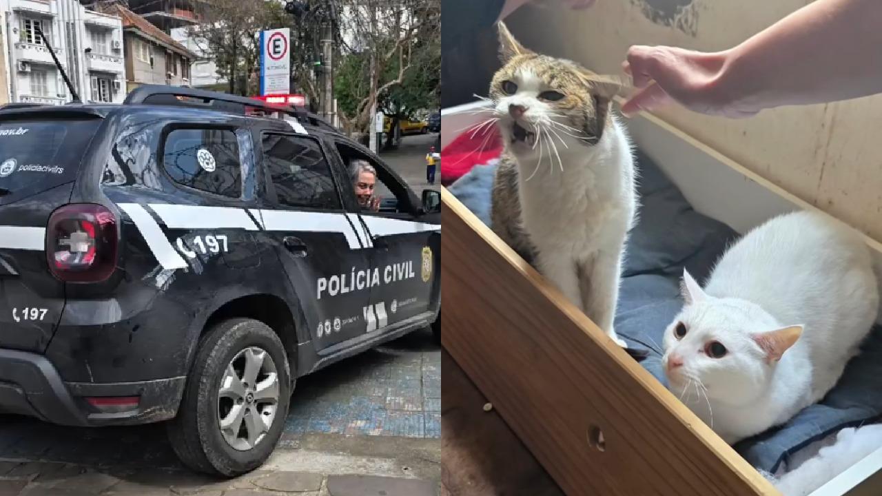 Foto montagem com duas fotos. A primeira sendo Rejane Schumman dentro de viatura da polícia civil e, a segunda, dois gatos resgatados em caixa de madeira