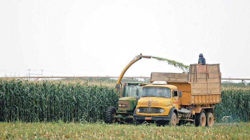 Produção de milho