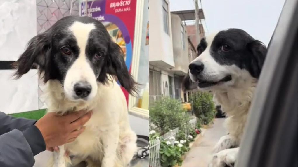 Cachorrinha Manchis olhar encantador, um olha para a câmera e o outro está deitado na rua ensolarada, ambos parecem adoráveis e carentes de atenção.