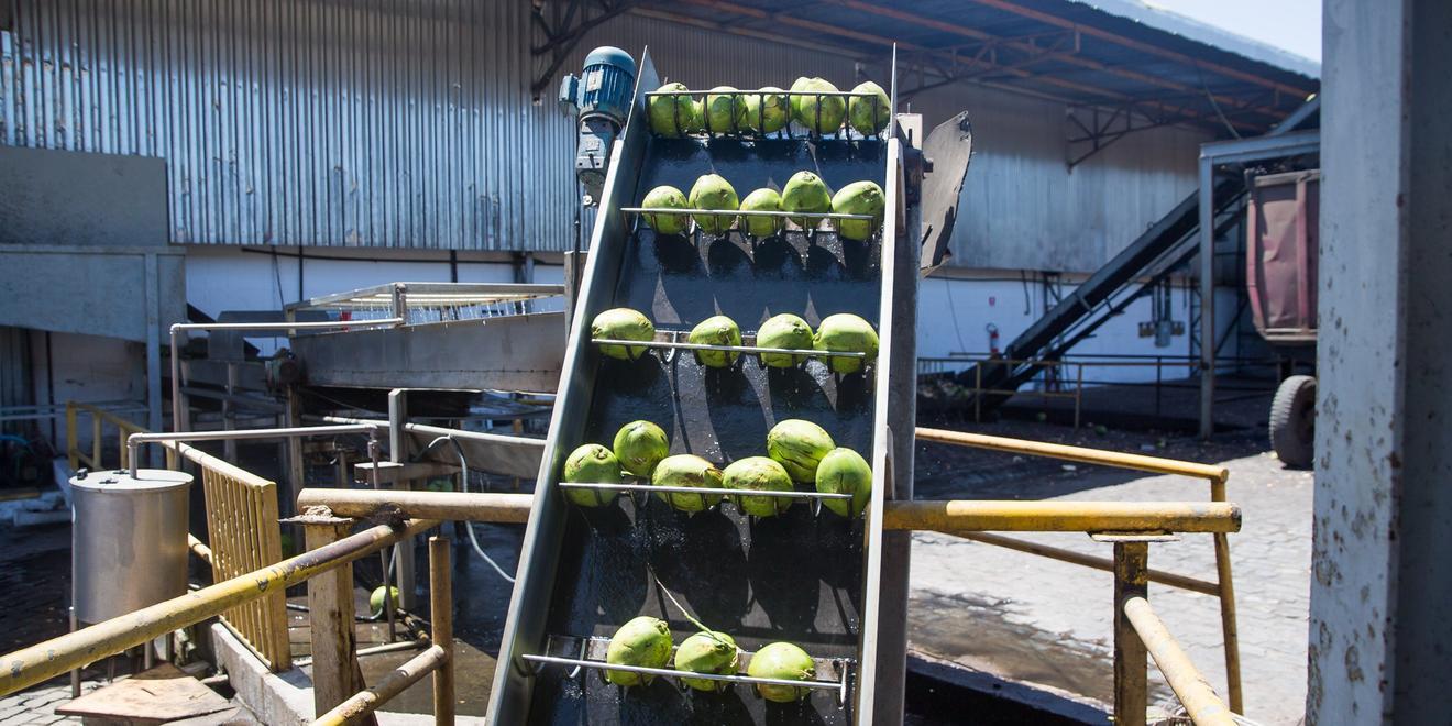 Imagem mostra cocos enfileirados em uma espécie de prateleira, no que parece ser a área externa de uma fábrica