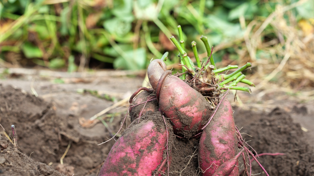 Foto que contém o cultivo de batata-doce