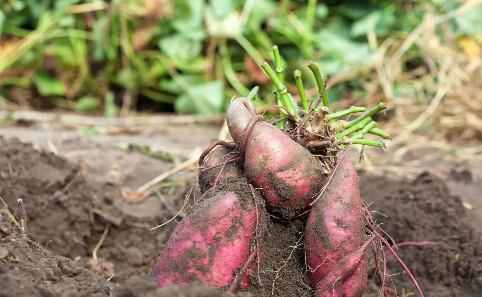 Foto que contém o cultivo de batata-doce
