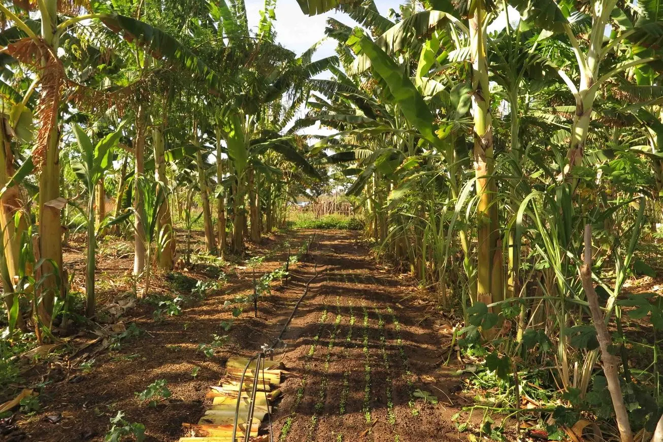 Foto que contém bananal no Ceará