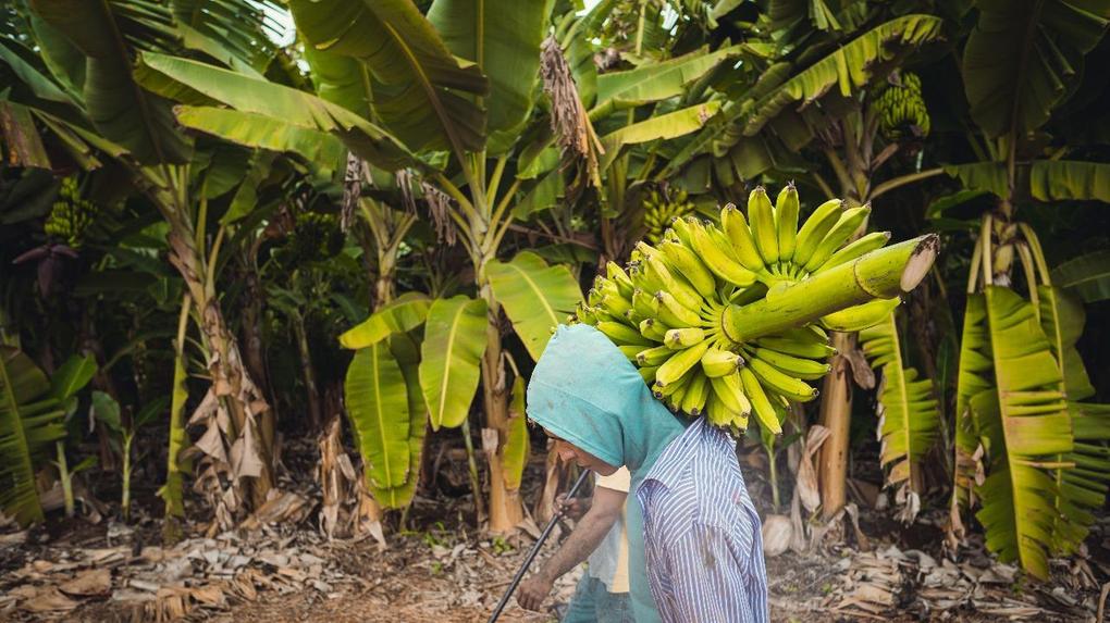 Foto que contém trabalhador carregando banana em cacho no interior do Ceará