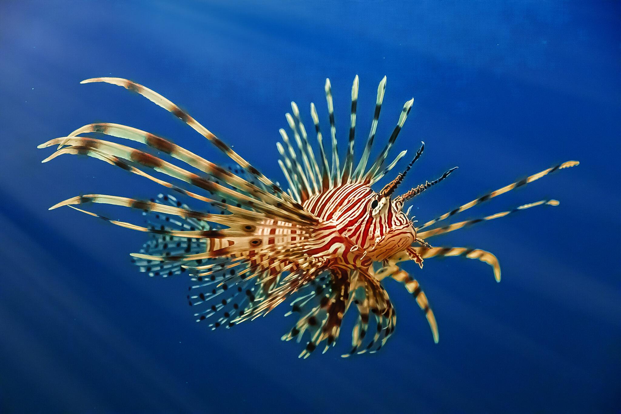 Peixe-leão, Pterois volitans, tem corpo alongado listrado em tons de vermelho, marrom e branco, nadadeiras peitorais grandes e abertas em formato de leque, com longos espinhos venenosos projetados ao redor do corpo