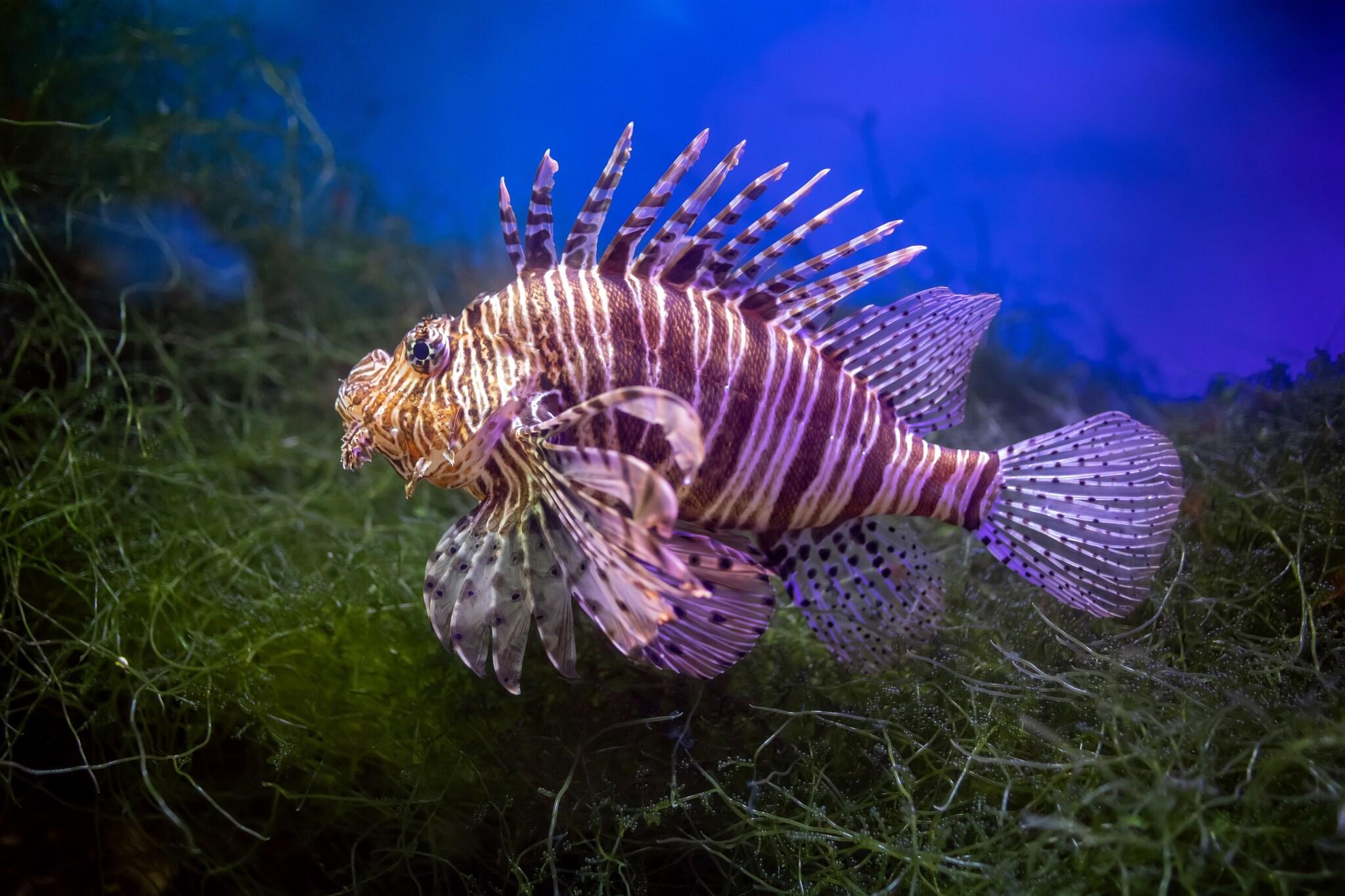 Peixe-leão, Pterois volitans, com corpo alongado listrado em tons de vermelho, marrom e branco, nadadeiras peitorais grandes e abertas em formato de leque, com longos espinhos venenosos projetados ao redor do corpo.