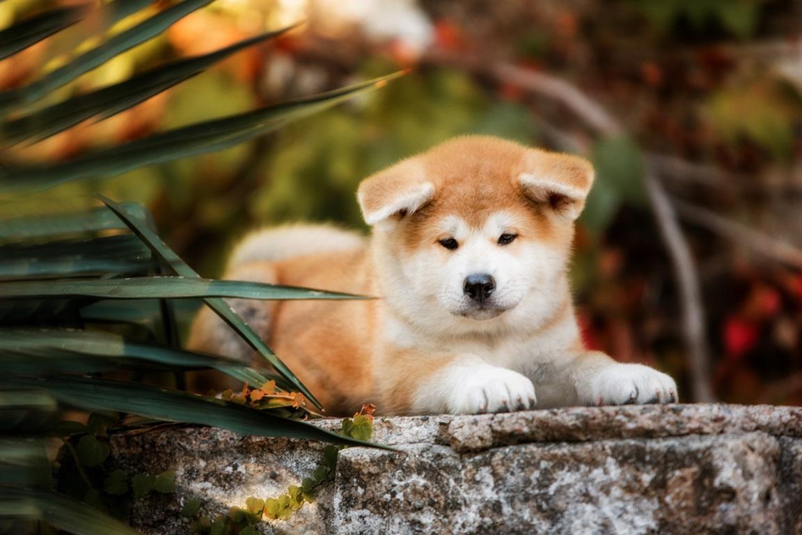 Filhote de Akita Inu