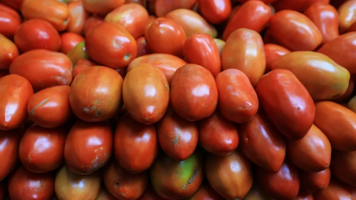 Imagem de tomates produzidos em Guaraciaba do Norte, na Serra da Ibiapaba, no Ceará