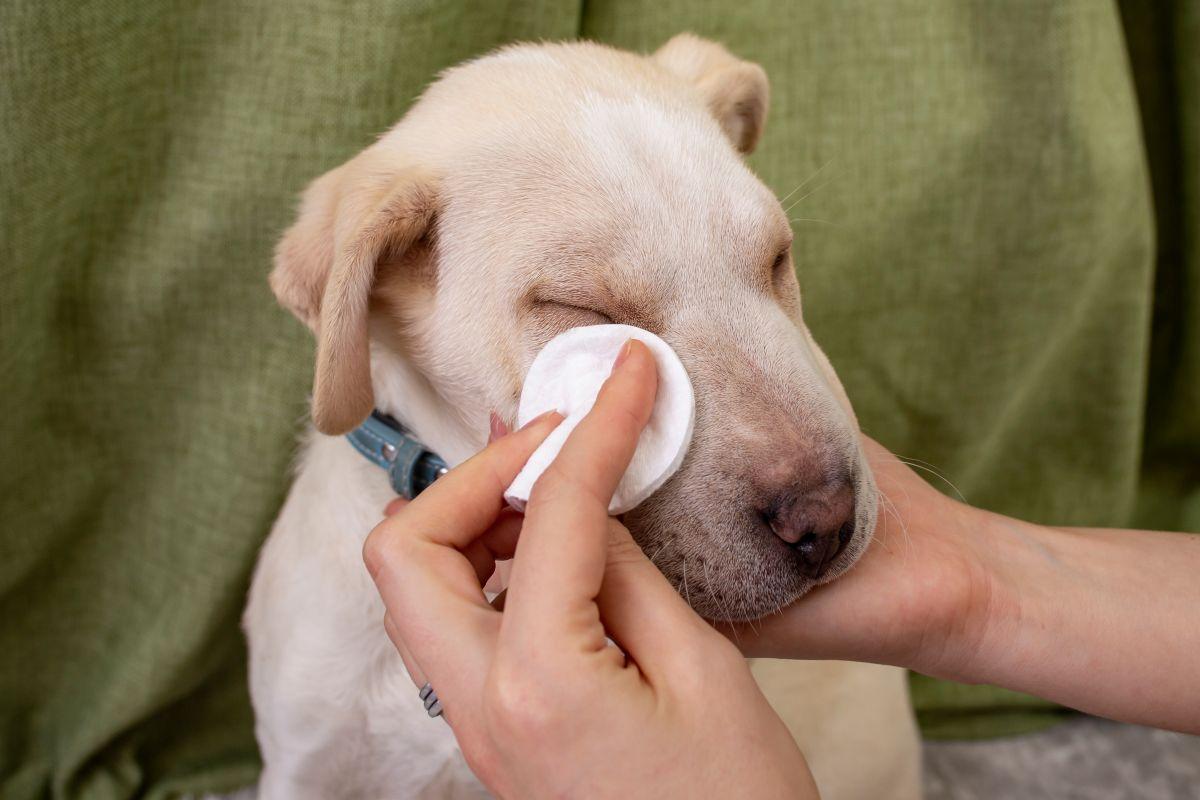 Mulher passando algodão no olho de cachorro