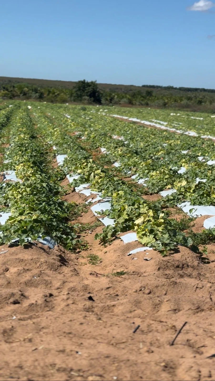 Plantação de melancia amarela em Cacimba Funda