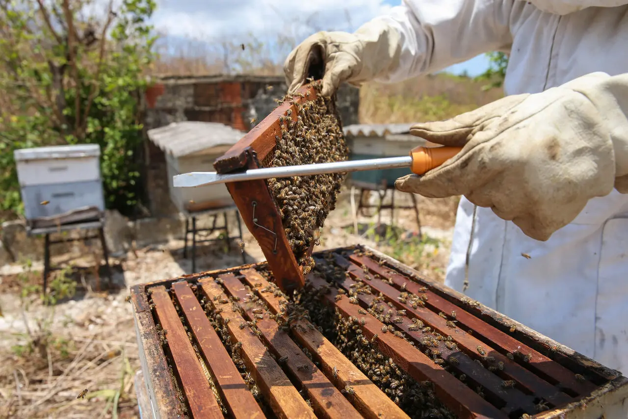 Imagem de produtor de mel em apiário em Maranguape, na Grande Fortaleza