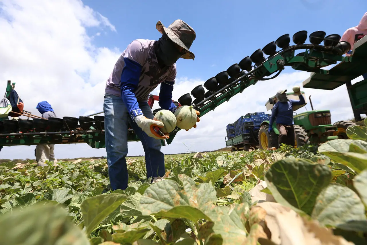 Imagem de plantação de melões em Limoeiro do Norte, no Ceará