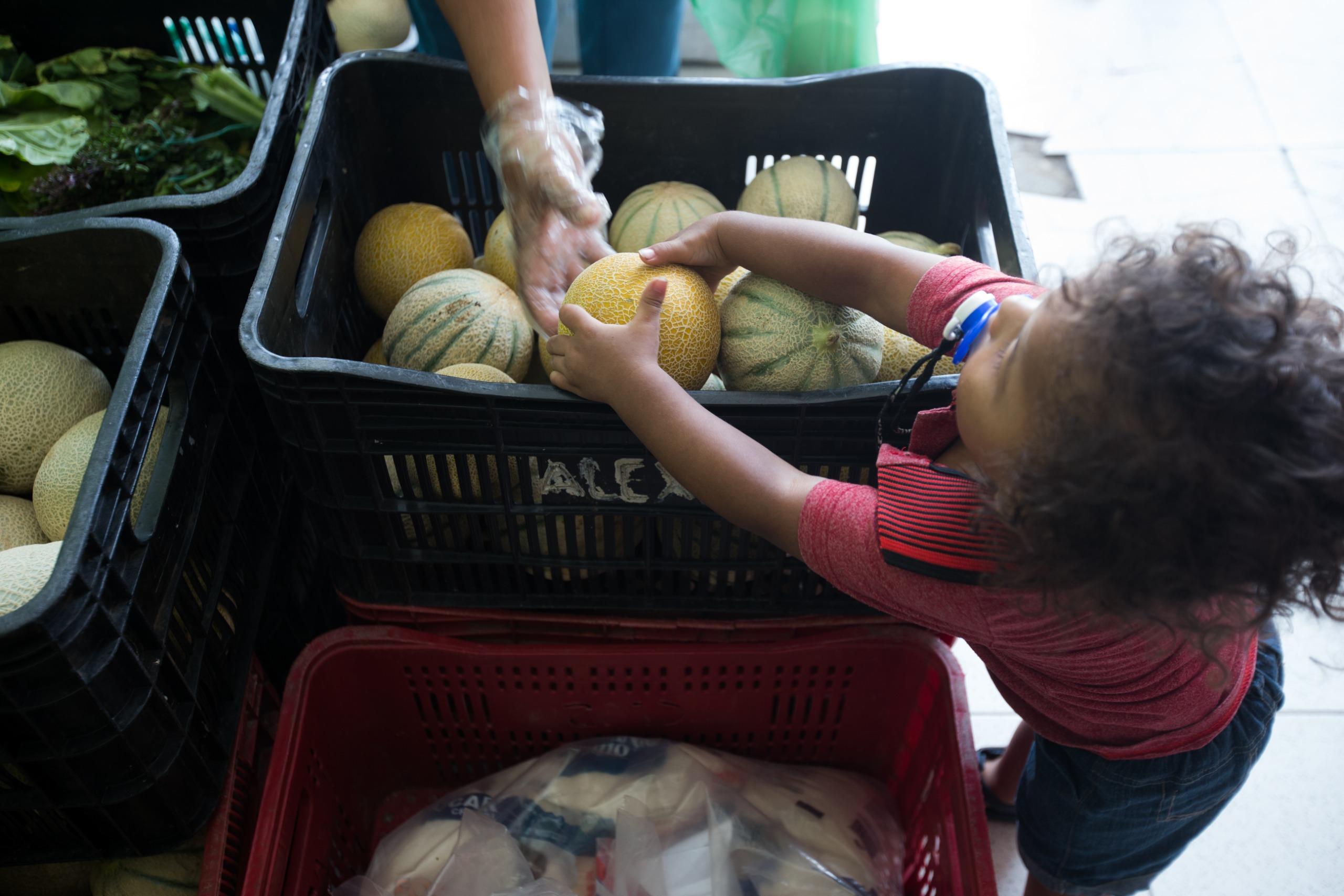 Uma criança com cabelos cacheados e camiseta vermelha se inclina sobre uma caixa preta de frutas para pegar um melão. Uma mão com luva de plástico toca a fruta.