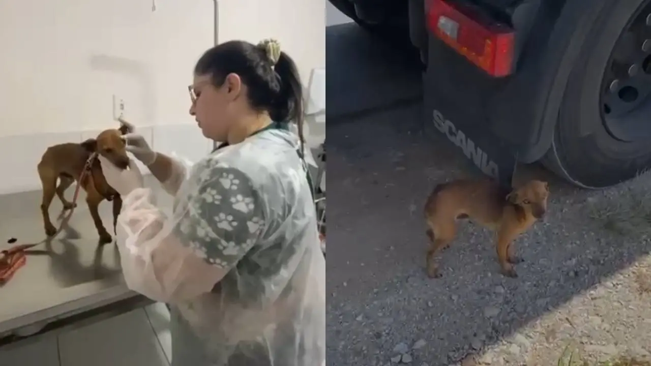Montagem com duas fotos, do lado direito veterinária cuidando de cachorrinho resgatado, do lado esquerdo quando o cachorrinho foi encontrado.