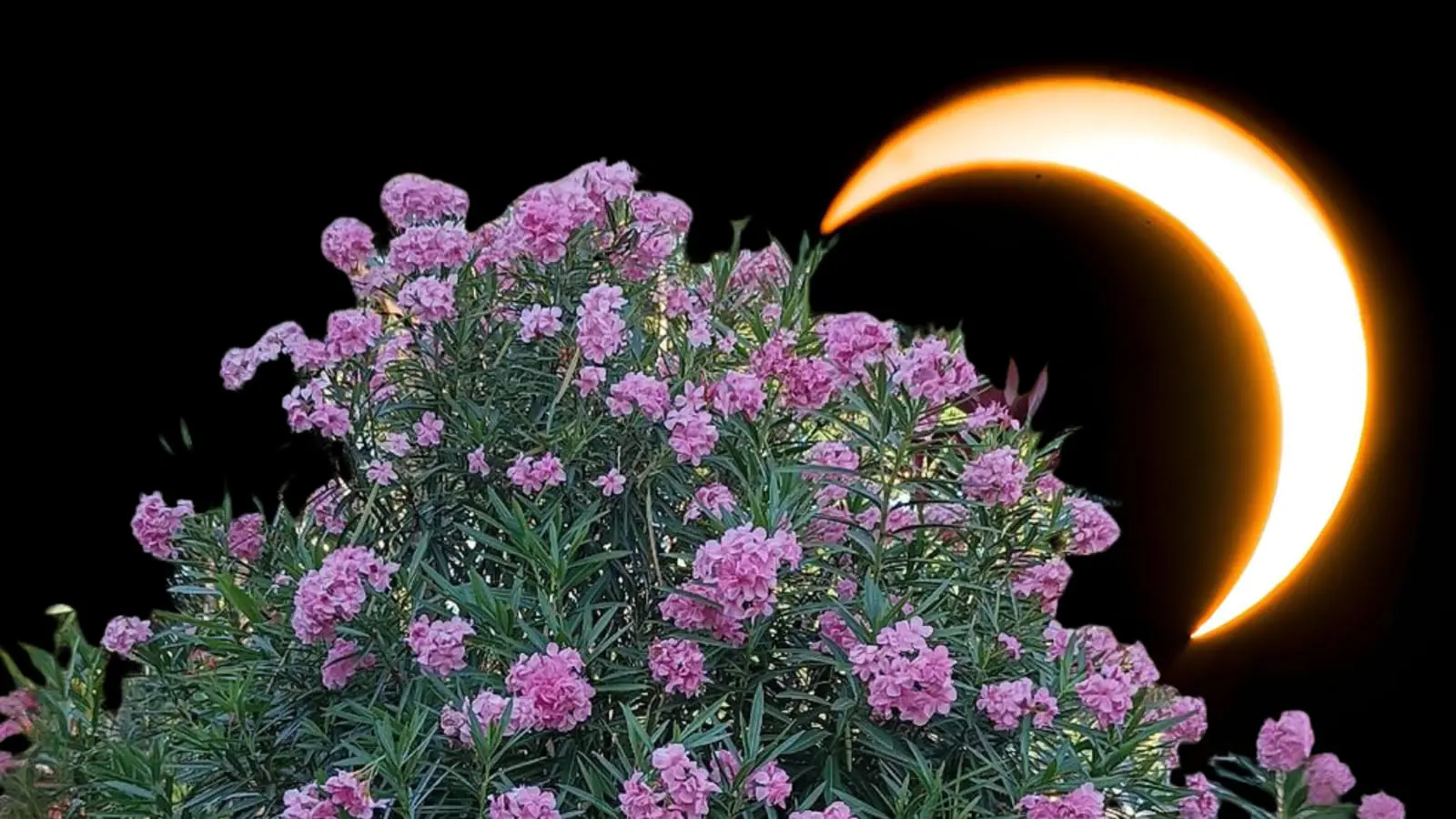Arbusto com flores rosas vibrantes em destaque no primeiro plano, contrastando com o céu totalmente preto ao fundo. Atrás do arbusto, vê-se um eclipse solar parcial, onde a Lua cobre parte do Sol, formando um anel luminoso em forma de crescente brilhante, criando um efeito dramático e surreal na cena.