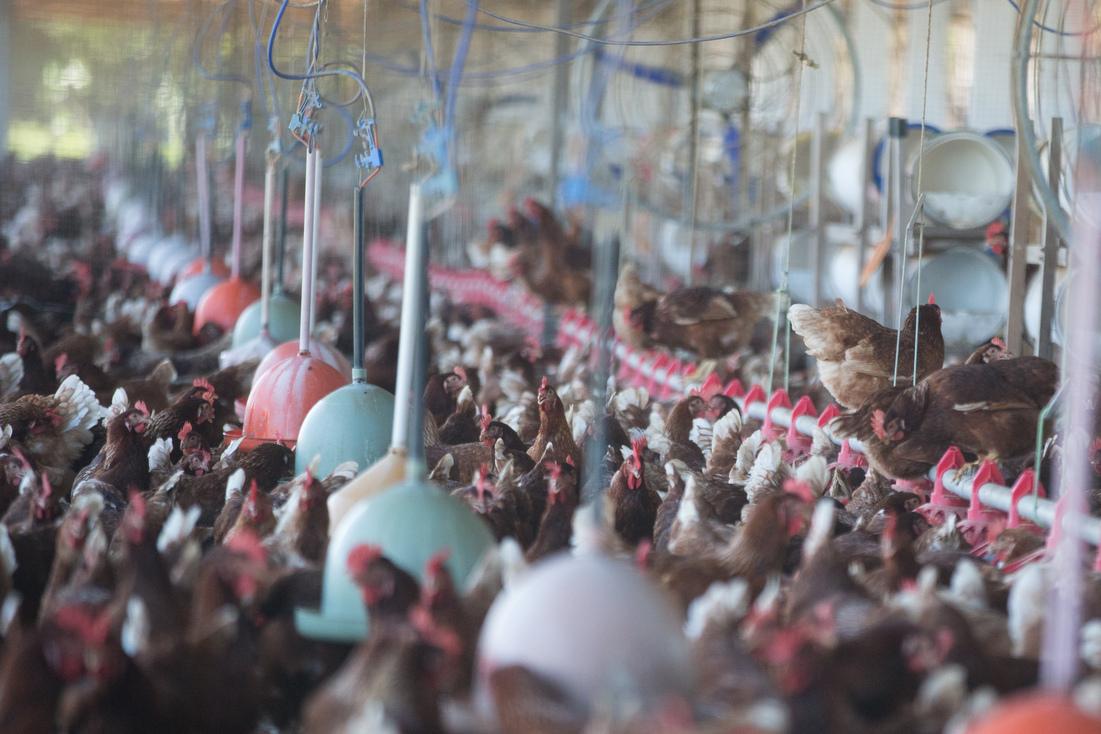 Foto que contém galinhas em granja de Beberibe, no Ceará.