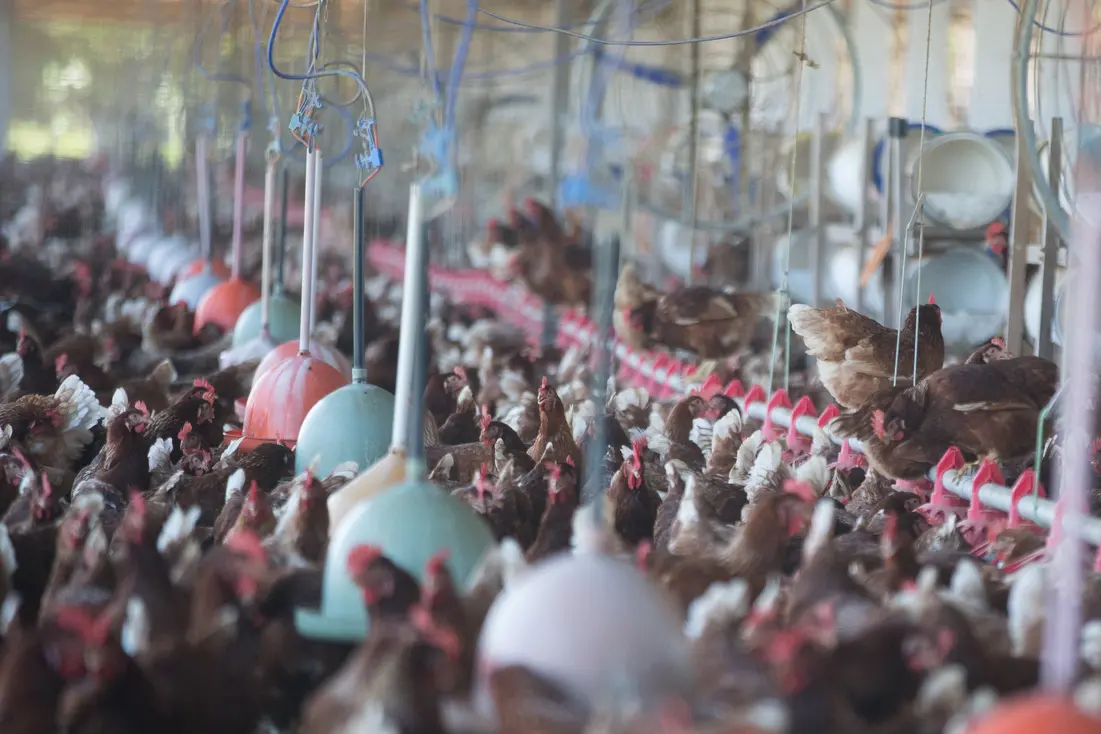 Foto que contém galinhas em granja de Beberibe, no Ceará.