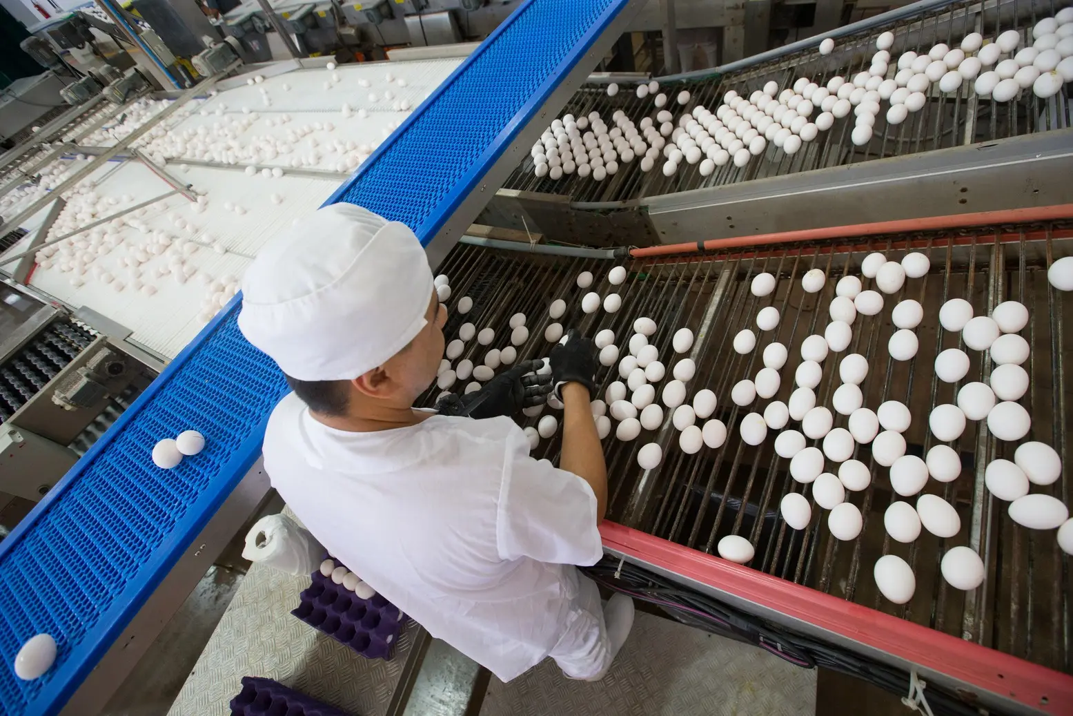 Foto que contém produção de ovos em granja no Ceará