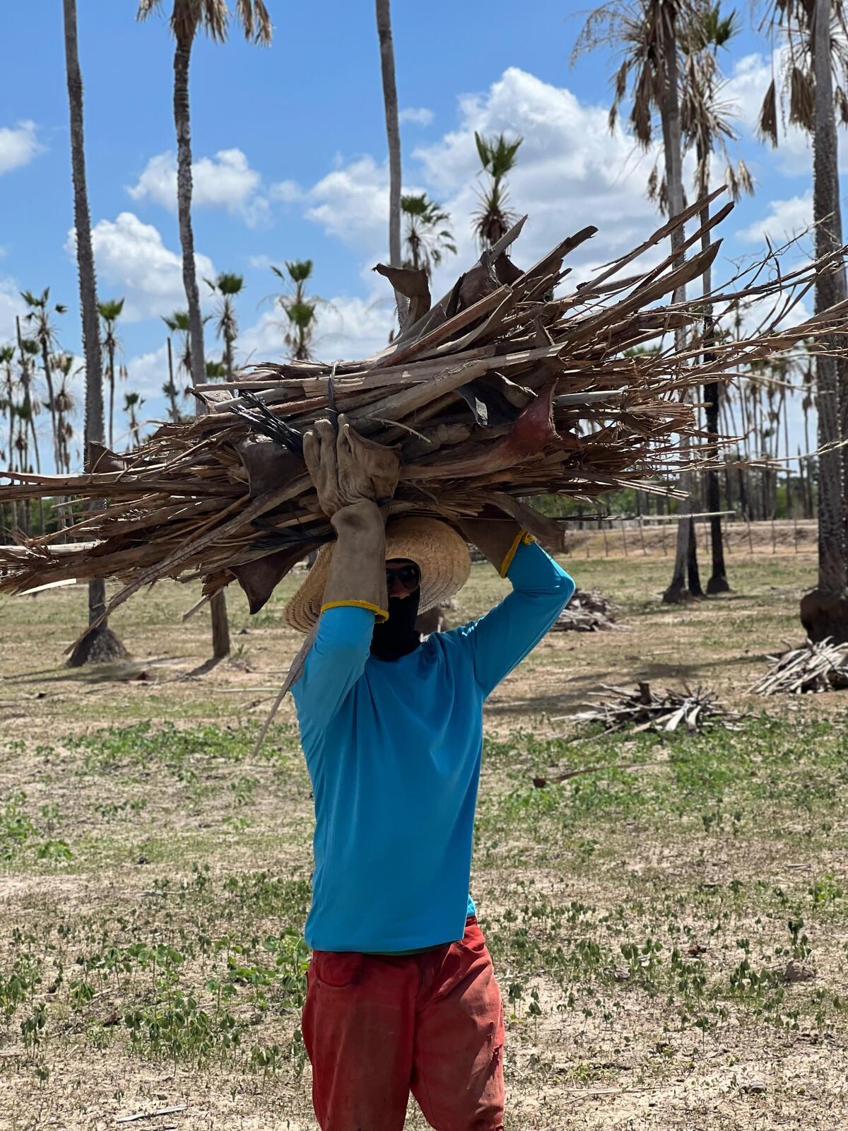 Imagem mostra um trabalhador rural carregando os talos da carnaúba