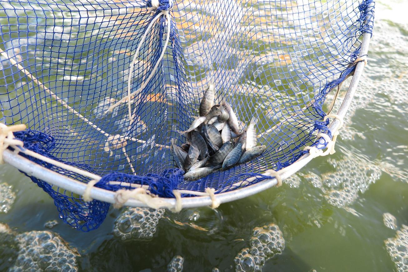 Foto que contém rede de pesca com tilápias jovens em açude do Ceará.