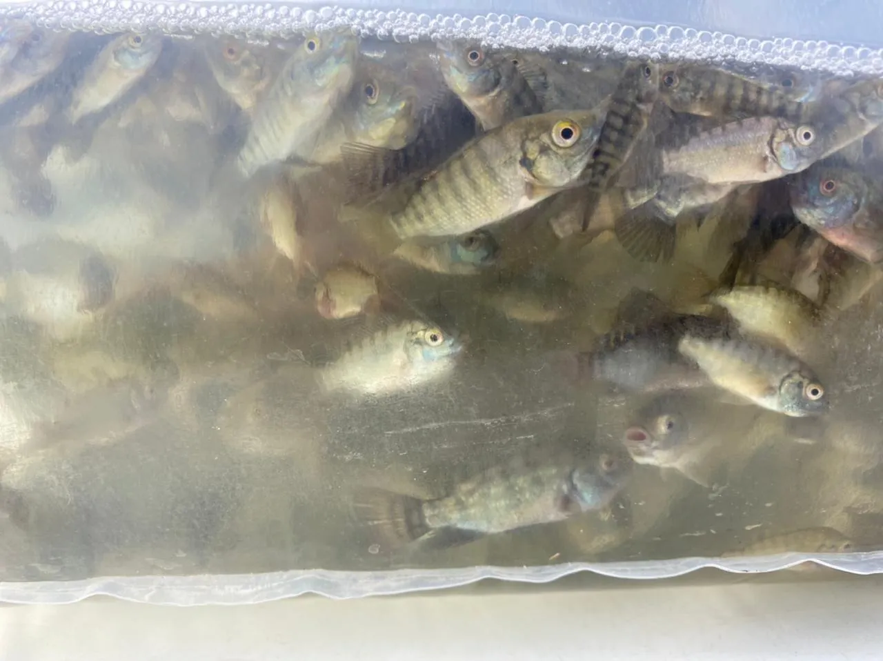 Peixamento com alevinos de tilápia estão crescendo em rios e açudes do Ceará.