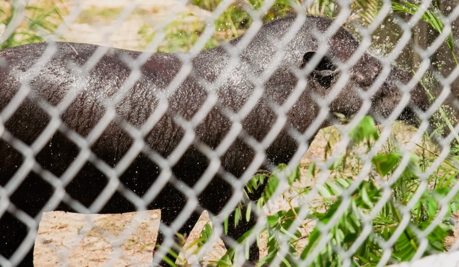Anta no Zoológico Municipal Sargento Prata.