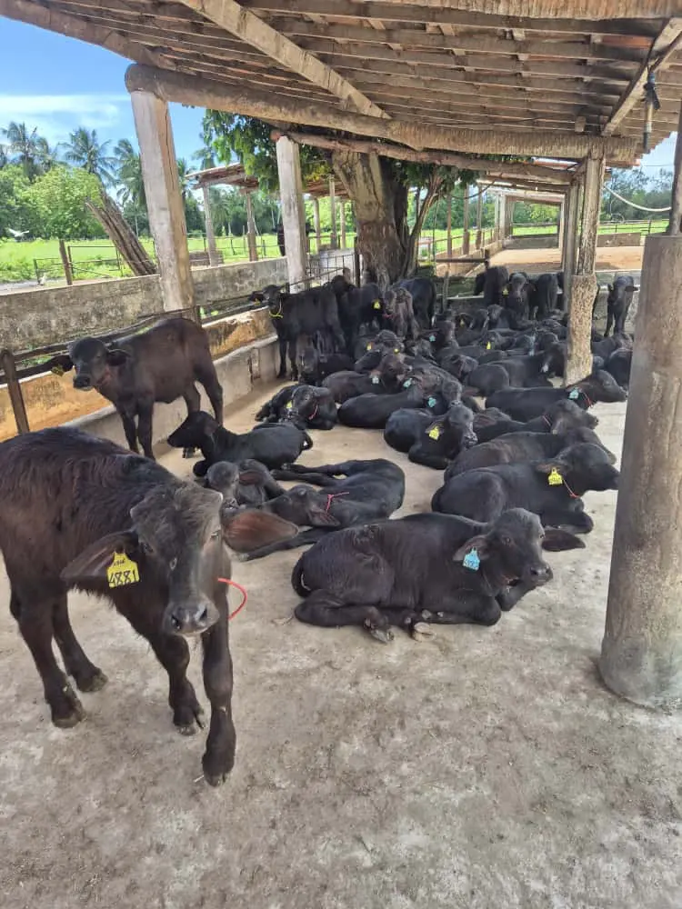 Imagem mostra local de criação de búfalos na Fazenda Laguna, em Paracuru.