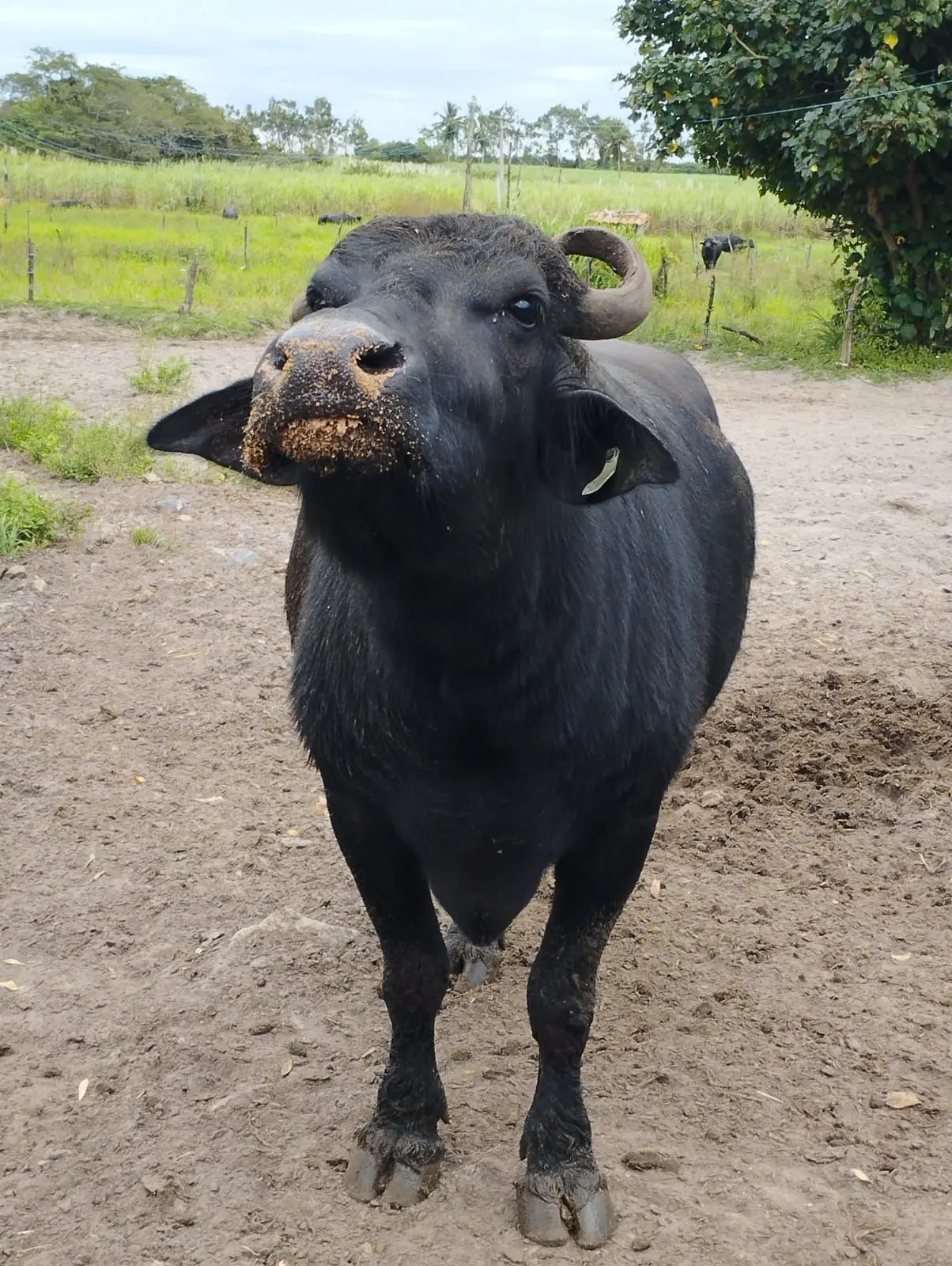 Imagem mostra um búfalo adulto com o focinho sujo de lama.