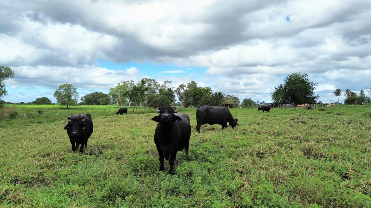 Imagem mostra campo com mais de 5 búfalos pastando.