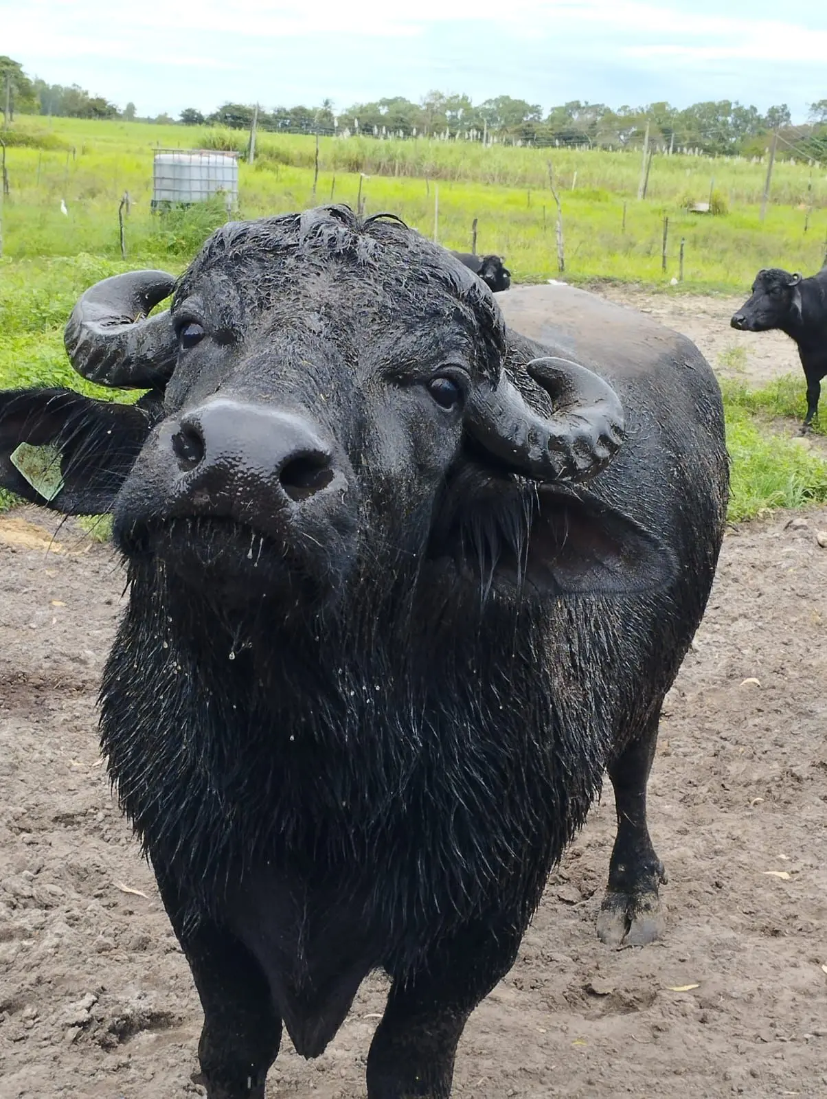 Imagem mostra rosto de búfalo molhado de perto.