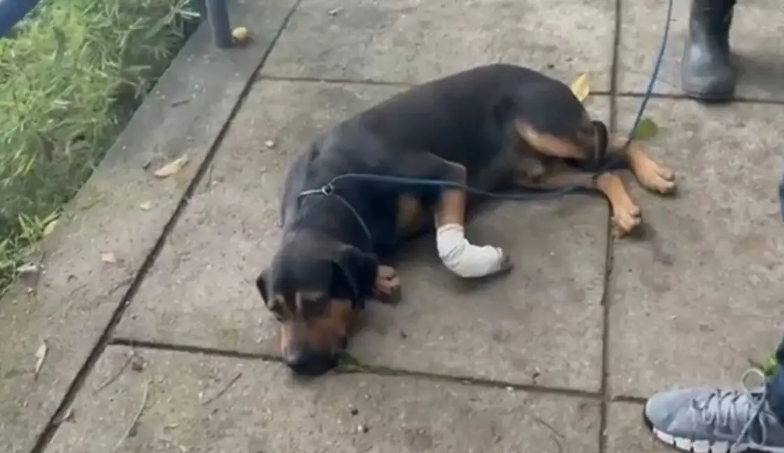 Cachorro baleado no Rio de Janeiro, com pata machucada utilizando uma tala, acostumado ao sol em calçada ao lado de uma pessoa, refletindo cuidado e proteção.